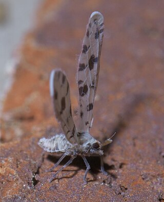 <i>Sikaiana</i> (planthopper) Genus of true bugs