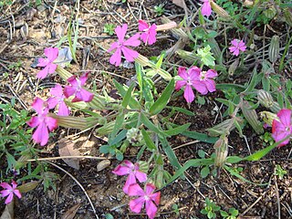 <i>Silene stockenii</i> Species of flowering plant