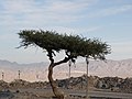 Sinai tree.jpg