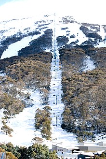 A chairlift cuts straight up a mountain on a path cut through eucalypt trees.