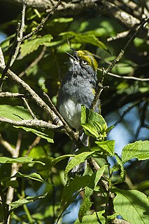 Slaty vireo Species of bird