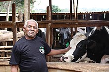 Kenyan smallholder dairy farmer Smallholder Dairy Farmer.jpg