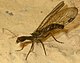 Snakefly R. confinis? (обрезано) .jpg