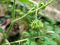 Solanum sisymbriifolium fruit.jpg