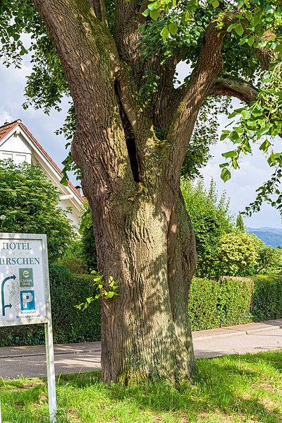 File:Sommerlinde (Tilia platyphyllos) jm65068.jpg