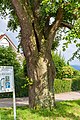 Sommerlinde, Tilia platyphyllos Baum des Jahres 1991 }}