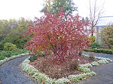 Sorbus fruticosa 2.jpg 