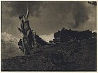 Soul of the Blasted Pine (1909) - Yale Visual Resources Collection