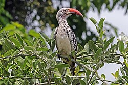Southern red-billed hornbill (Tockus rufirostris) male.jpg