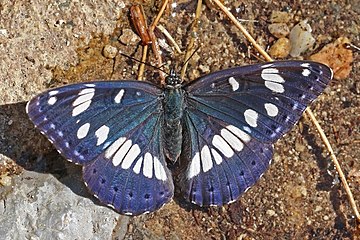 Southern white admiral Limenitis reducta North Macedonia