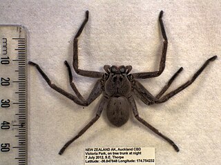 <i>Isopeda villosa</i> Species of spider