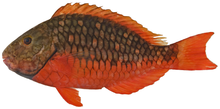 Sparisoma amplum