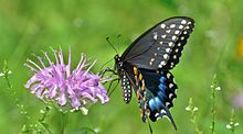 Papilio polyxenes female, Stokes State Forest, New Jersey, United States Spinus-black-swallowtail-2015-07-n049145-w.jpg