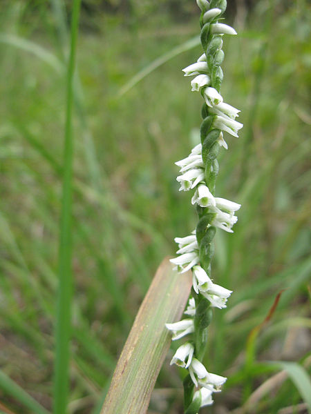 File:Spiranthes lacera.jpg