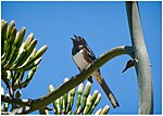 Thumbnail for File:Spotted Towhee (52196239301).jpg