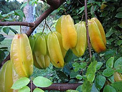 Starfruits (Averrhoa carambola)