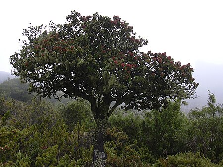 Santalum_haleakalae