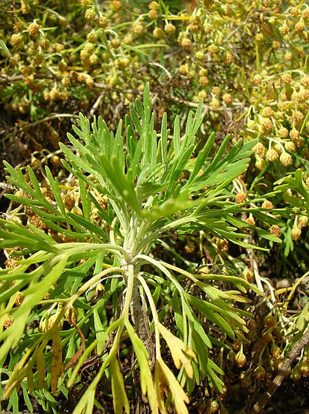 File:Starr 060121-8698 Artemisia mauiensis var. diffusa.jpg