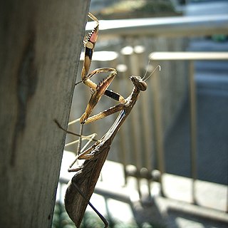 <i>Statilia maculata</i> Species of praying mantis