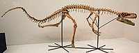 Staurikosaurus pricei.jpg