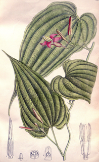 <i>Stemona</i> genus of plants