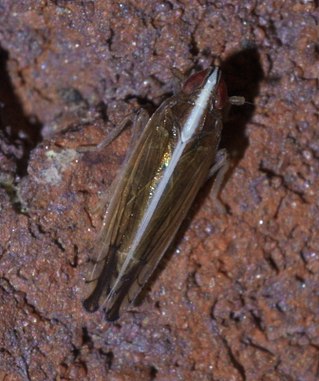 <i>Stenocranus lautus</i> Species of true bug