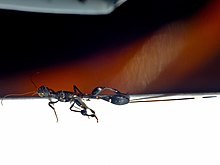 Stephanid Wasp (Foenatopus albomaculatus) on my laptop (13759834805).jpg