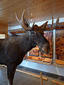 Čeština: Los evropský v informačním centru NP Šumava v obci Stožec v okrese Prachatice. Los byl zastřelen po srážce s automobilem v roce 2003. English: Stuffed moose in the Bohemian Forest Information Centre in the municipality of Stožec, Prachatice District, Czech Republic. The animal needed to be shot down after a car accident in 2003.