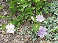 Stokesia laevis2.jpg