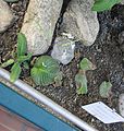 Streptocarpus prolixus - (Soilikki), (Kornettblomma), (Cape primrose) C IMG 3664.JPG