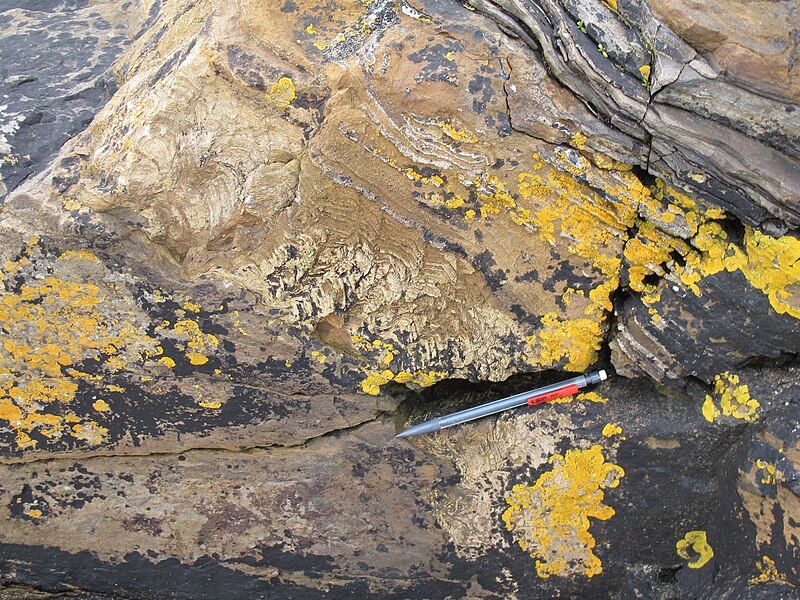 File:Stromatolites on erosion surface.jpg