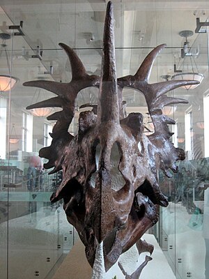 Styracosaurus: Merkmale, Paläobiologie, Entdeckung und Benennung