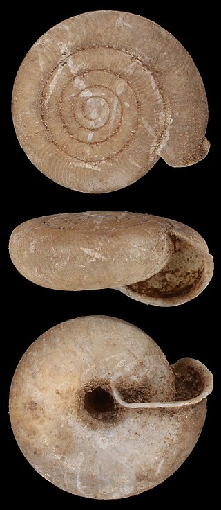 <i>Suboestophora</i> Genus of gastropods