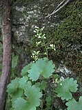 Miniatura para Sullivantia