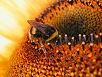Sunflower Bumbebee.jpg