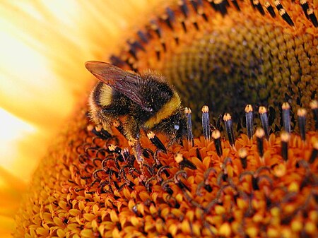 Tập tin:Sunflower Bumbebee.jpg