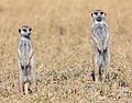 * Nomination Meerkats (Suricata suricatta), Makgadikgadi Pans National Park, Botswana --Poco a poco 13:39, 17 December 2018 (UTC) * Promotion Good quality. --Peulle 13:55, 17 December 2018 (UTC)