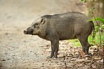 Hình thu nhỏ cho Lợn rừng Malaysia