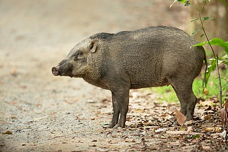 Lợn rừng Malaysia