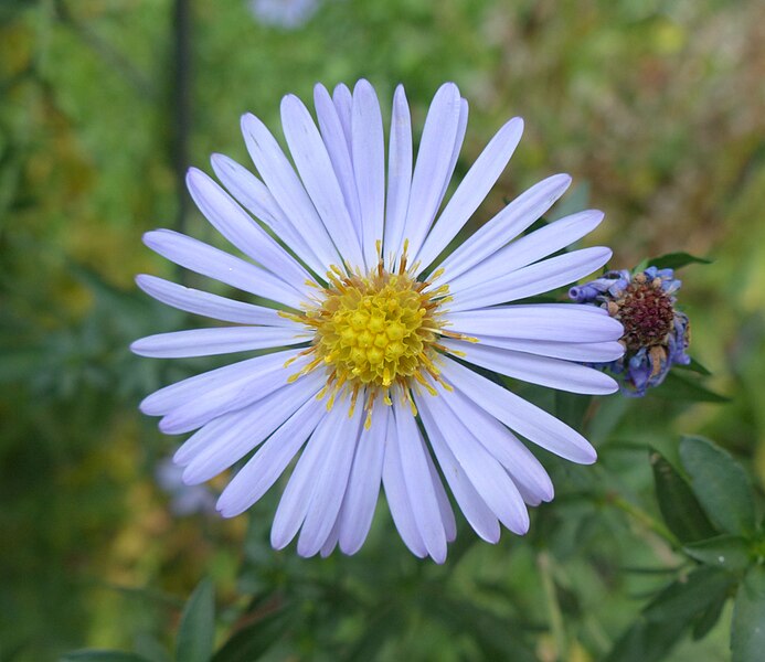 File:Symphyotrichum novi-belgii flower (23).jpg