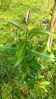 Miniatura para Syzygium cumini