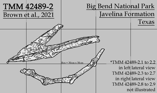 <i>Javelinadactylus</i> Genus of thalassodromine pterosaur from the Late Cretaceous