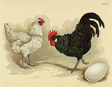 Tab42 chickens (poultry album, Jean Bungartz, 1885) .jpg