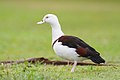 Australische Radjahgans (Tadorna radjah rufitergum)