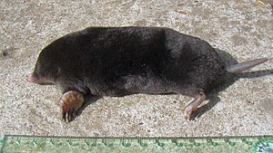 Caucasian mole (Talpa caucasica)