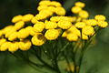 Tanacetum vulgare