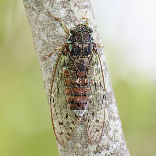 Tanna japonensis