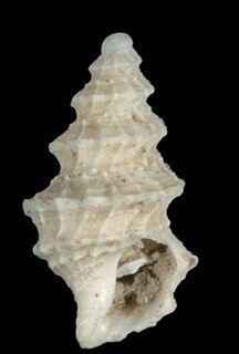 <i>Taranis percarinata</i> Species of gastropod