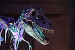 Thumbnail for File:Tarbosaurus mounted cast skull (3).jpg