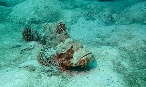 Tassled Scorpionfish (Scorpaenopsis oxycephala) (6103399952) .jpg